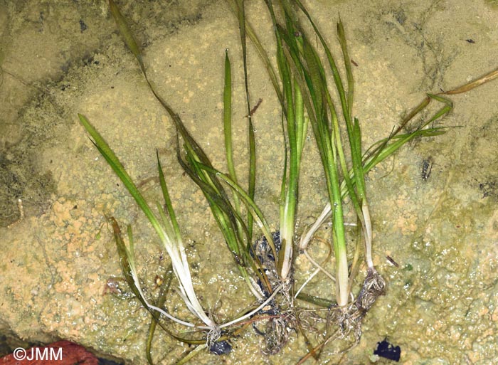 Vallisneria spiralis