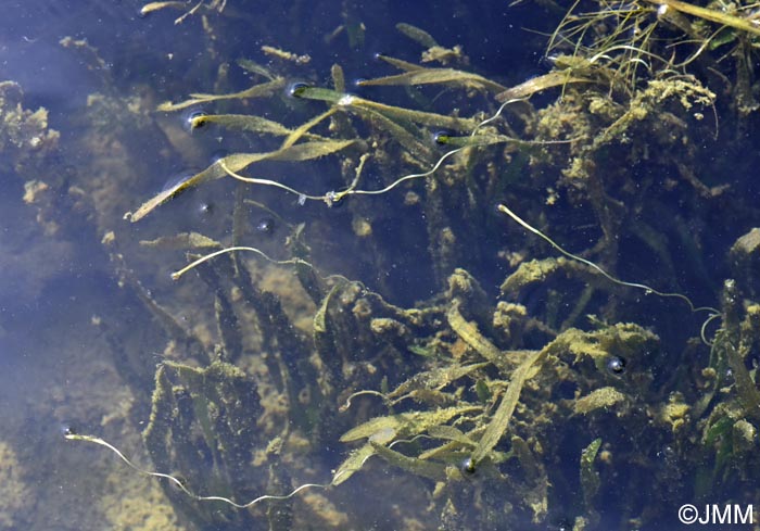 Vallisneria spiralis