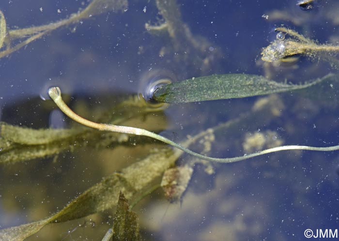 Vallisneria spiralis