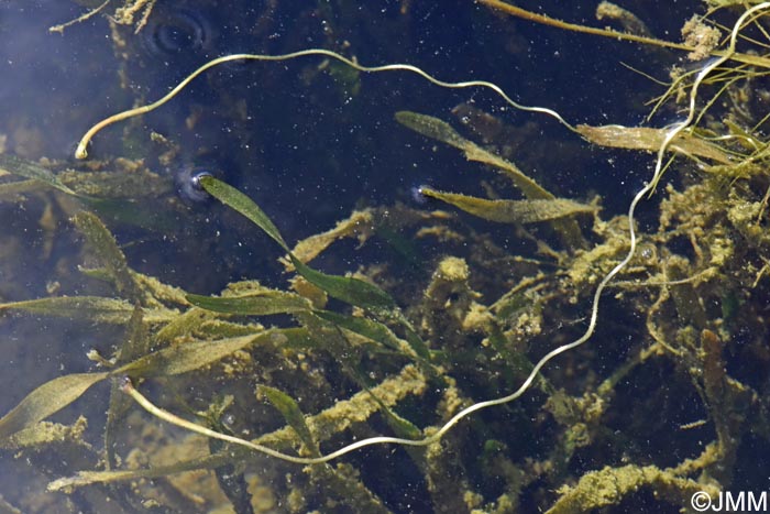 Vallisneria spiralis