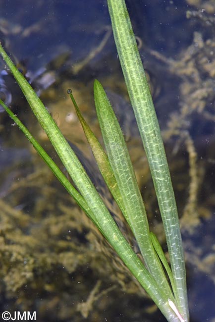 Vallisneria spiralis