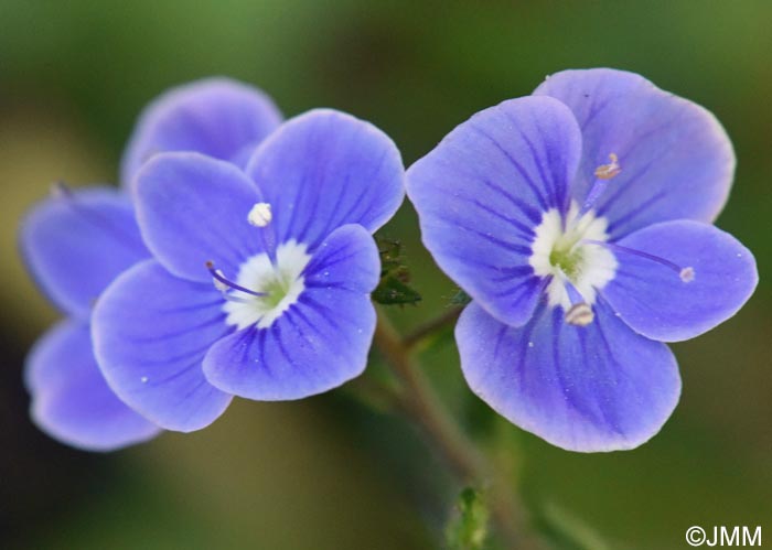 Veronica chamaedrys