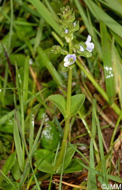 Veronica serpyllifolia subsp. serpyllifolia
