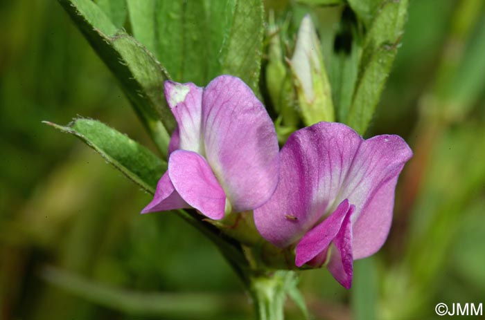 Vicia sativa