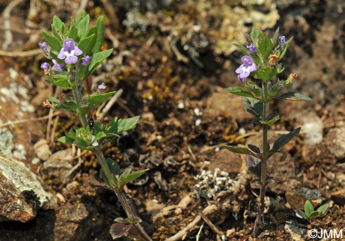 Ziziphora acinos = Acinos arvensis = Clinopodium acinos