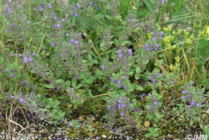 Ziziphora acinos = Acinos arvensis = Clinopodium acinos