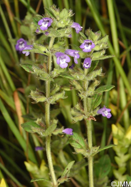 Ziziphora acinos = Acinos arvensis = Clinopodium acinos