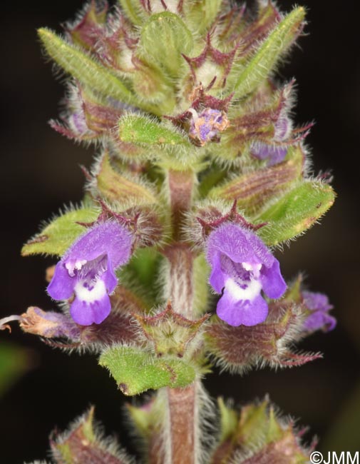 Ziziphora acinos = Acinos arvensis = Clinopodium acinos