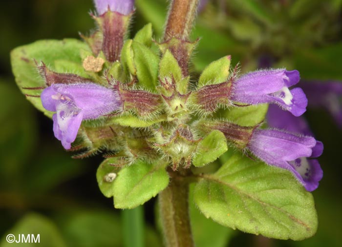 Ziziphora acinos = Acinos arvensis = Clinopodium acinos