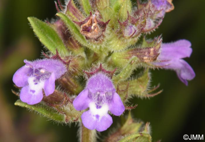 Ziziphora acinos = Acinos arvensis = Clinopodium acinos