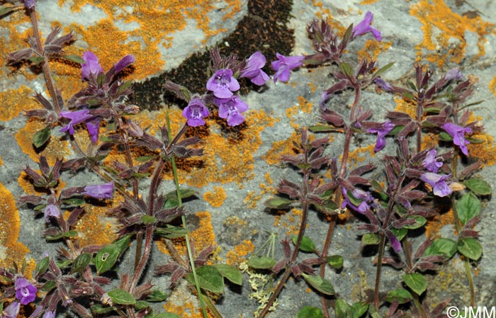 Ziziphora granatensis subsp. alpina = Acinos alpinus