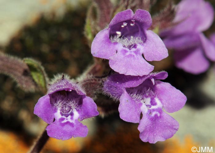 Ziziphora granatensis subsp. alpina = Acinos alpinus