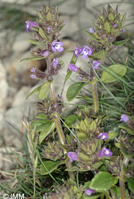 Ziziphora granatensis subsp. alpina = Acinos alpinus