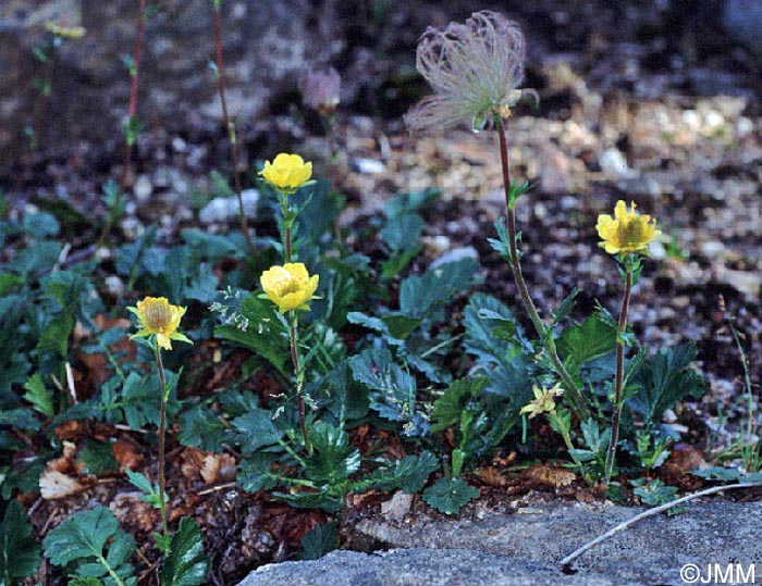 Geum montanum
