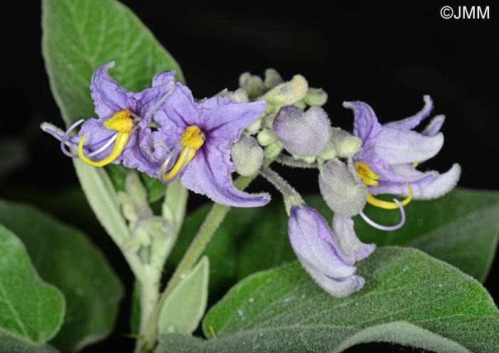 Solanum vespertilio subsp. vespertilio = Solanum vespertilio