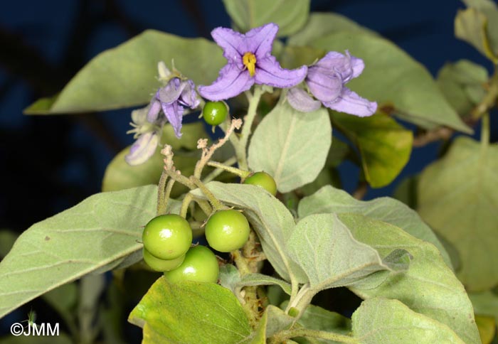 Solanum vespertilio subsp. doramae