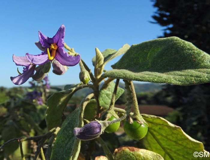 Solanum vespertilio subsp. doramae