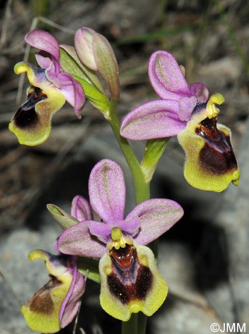 Ophrys villosa