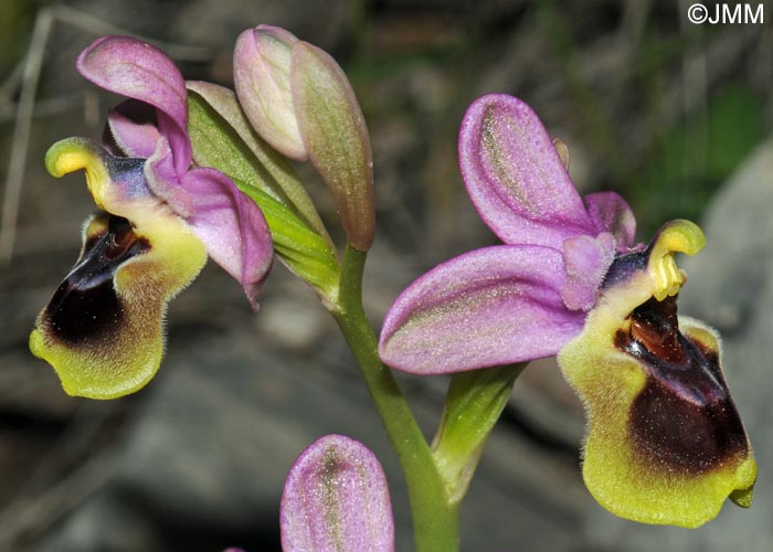Ophrys villosa