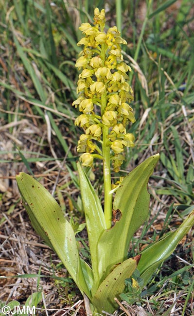 Orchis punctulata