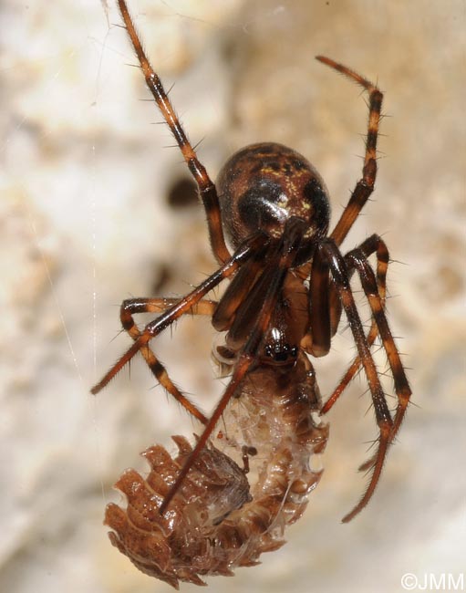 Meta menardi et Polydesmus angustus