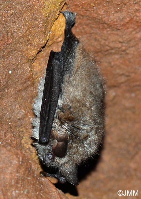 Myotis emarginatus