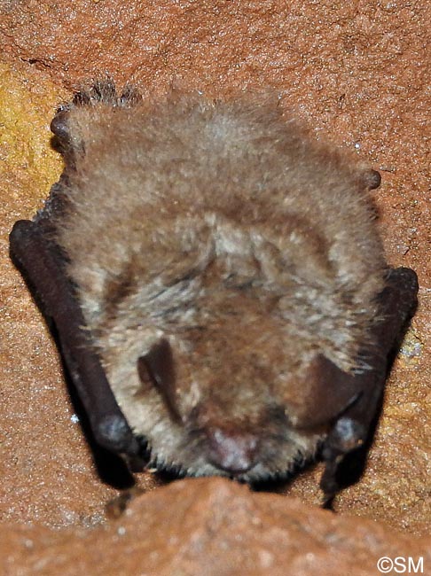 Myotis emarginatus