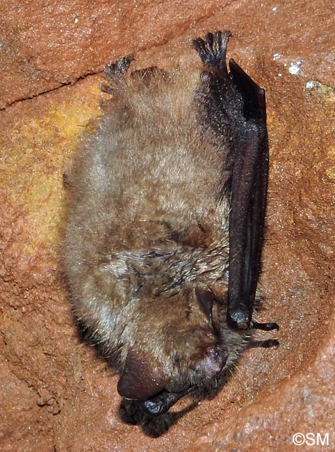 Myotis emarginatus