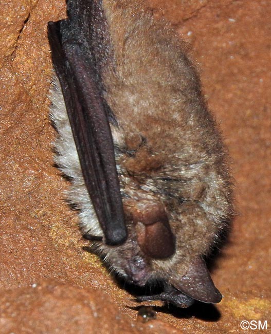 Myotis emarginatus