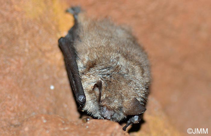 Myotis emarginatus