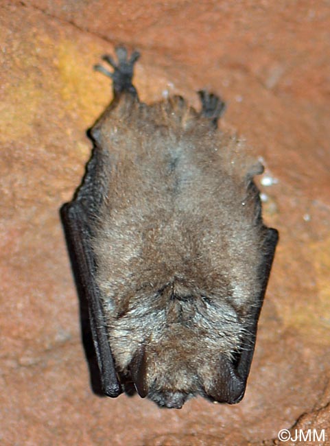 Myotis emarginatus