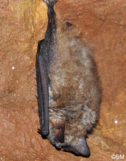 Myotis emarginatus