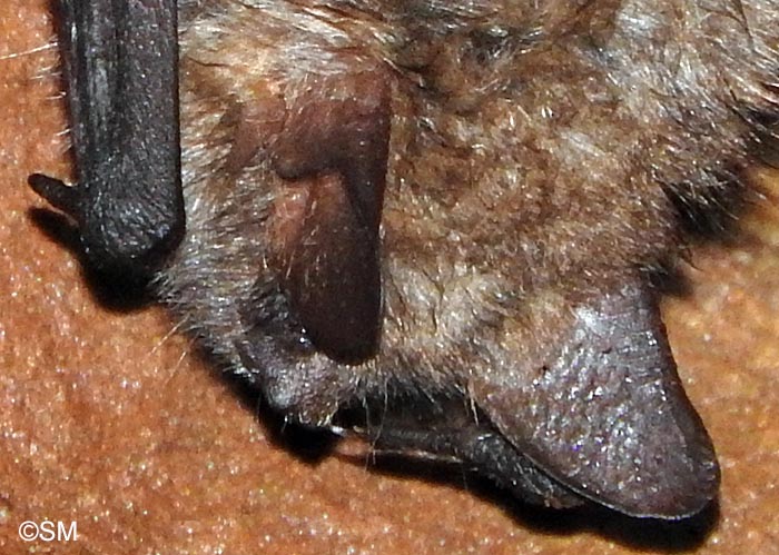 Myotis emarginatus