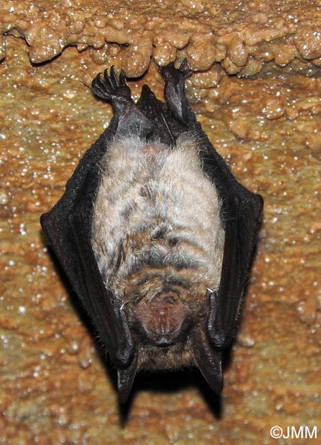 Myotis emarginatus