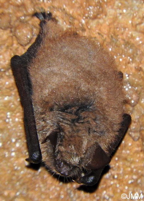 Myotis emarginatus