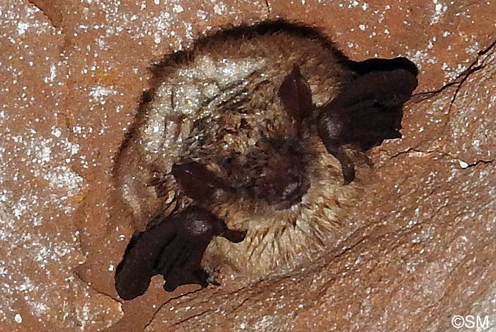 Myotis emarginatus