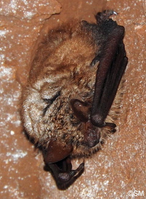 Myotis emarginatus