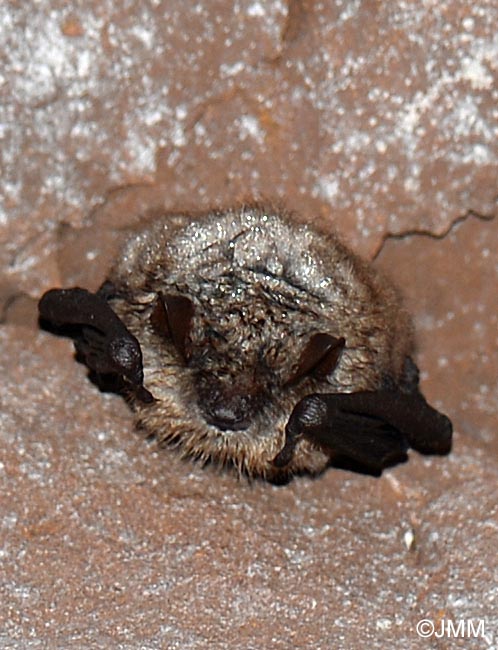 Myotis emarginatus