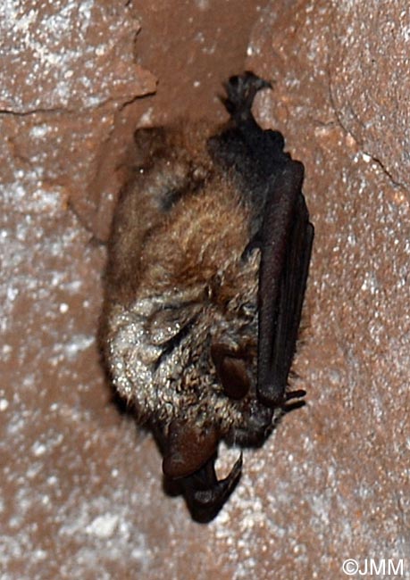 Myotis emarginatus