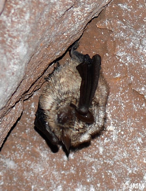 Myotis emarginatus