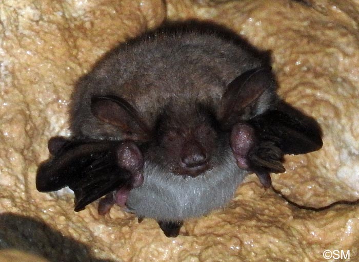 Myotis myotis