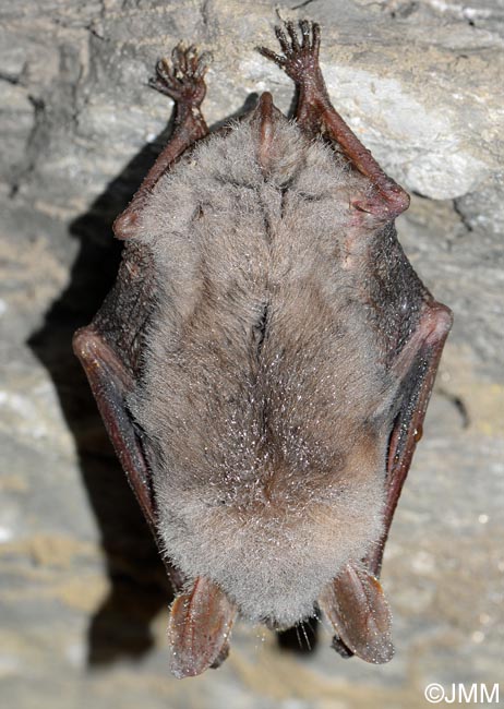 Myotis myotis