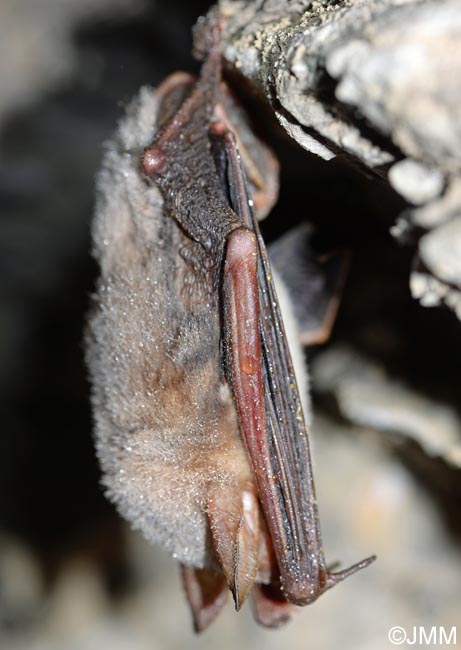 Myotis myotis