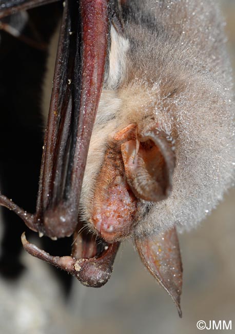 Myotis myotis