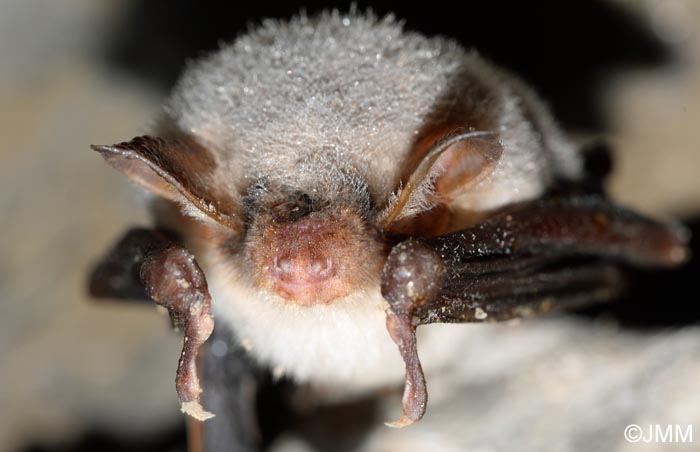 Myotis myotis