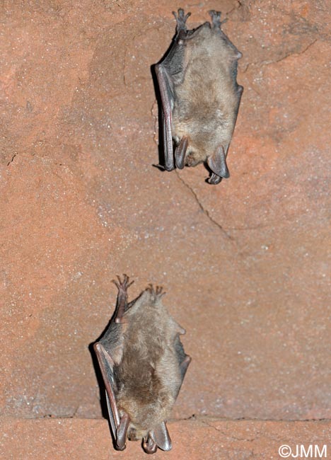 Myotis myotis