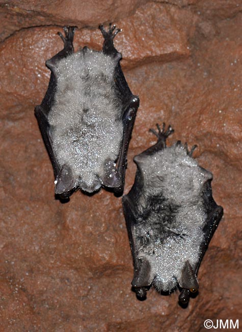 Myotis myotis