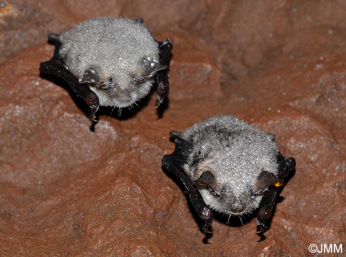 Myotis myotis