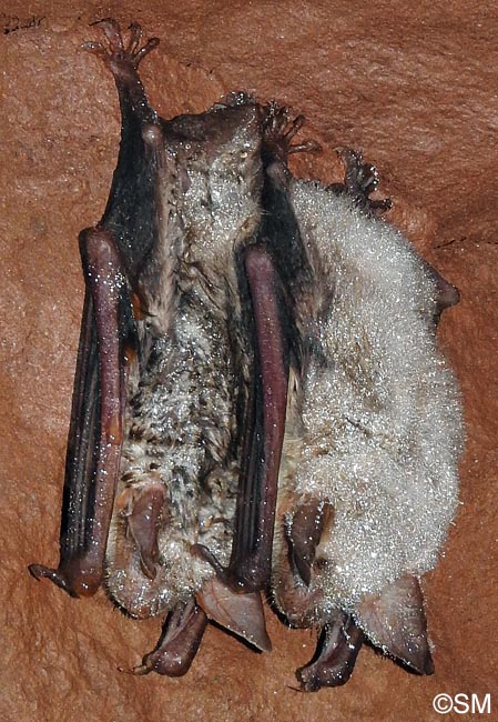 Myotis myotis