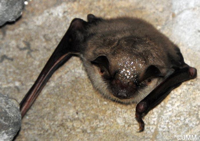 Myotis myotis